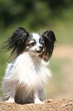 EPAGNEUL PAPILLON 167